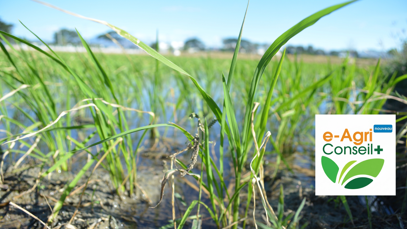 e-Agriconseil+, National Agricultural Advisory Platform for Togo