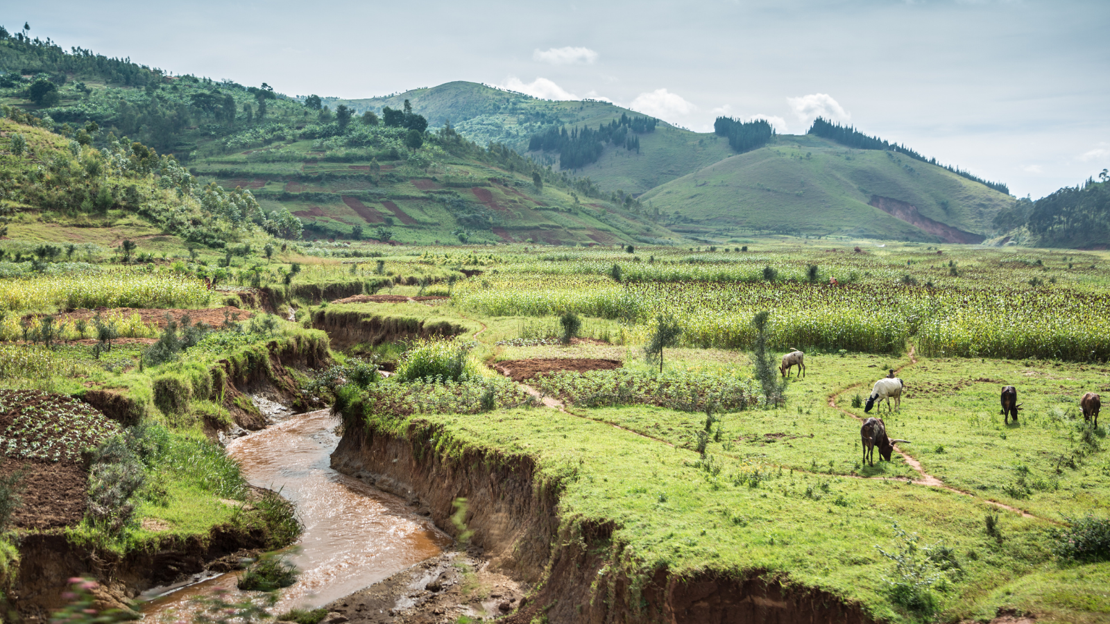 Imbuto, National Digital Platform for the Seed Sector of Burundi