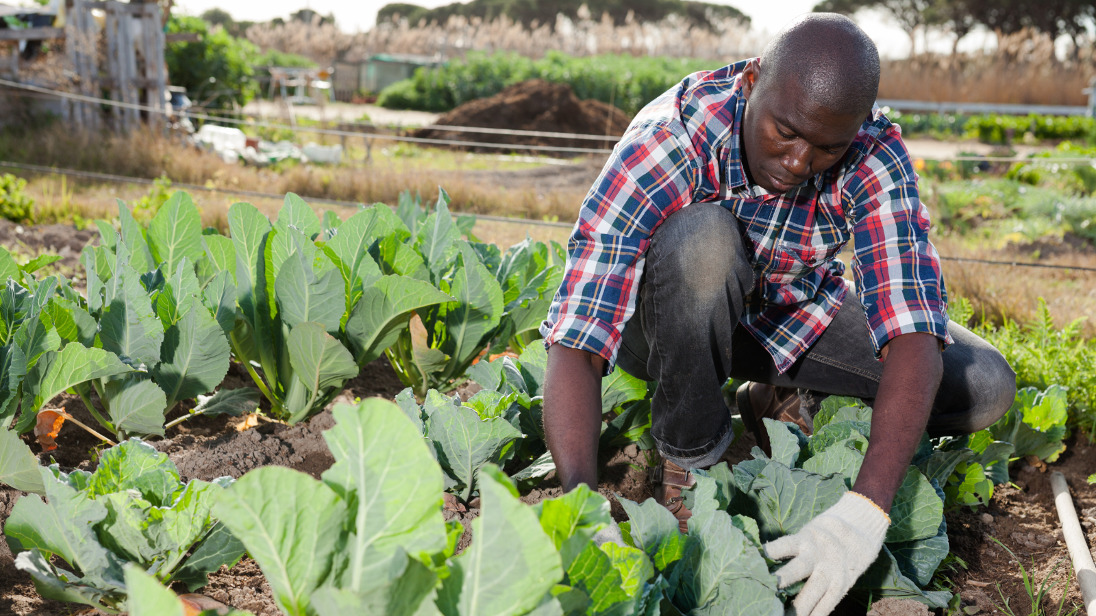 Integrated Stakeholder Engagement Platform for the SIFAZ Programme